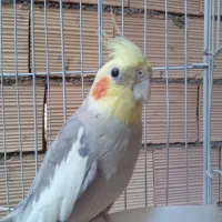 یک جفت عروس هلندی نر و ماده|پرنده|تهران, نازیآباد|دیوار