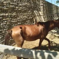 اسب مادیان جوان|اسب و تجهیزات اسبسواری|تربت جام, والفجر|دیوار