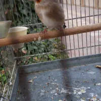 سهره کرمونی بخون معاوضه|پرنده|شهریار, اصیل آباد|دیوار