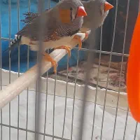 فنچ زبرا|پرنده|تهران, انبار نفت|دیوار