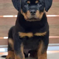 توله سگ روتوایلر.روتفایلر اصیل نگهبان