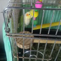 طوطی سانان|پرنده|فردیس, شهرک ناز|دیوار