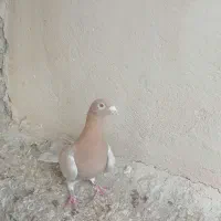 کبوتر|پرنده|برازجان, |دیوار