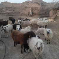 میش بره|حیوانات مزرعه|خوسف, |دیوار