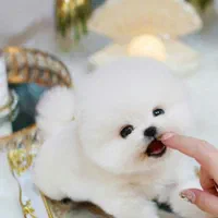 فروش ویژه پامر سایز ربز عروسکی سایز فنجونی|سگ|اصفهان, خانه اصفهان|دیوار