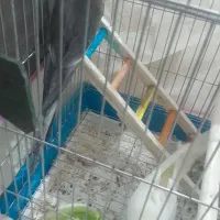 دوجفت عروس هلندی نروماده باتخم هاشو