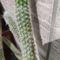 کاکتوس|گل و گیاه طبیعی|فسا, |دیوار