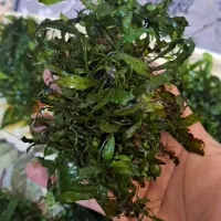 گیاه ابزی .پلنت.تراریوم|گل و گیاه طبیعی|مشهد, کوی المهدی|دیوار