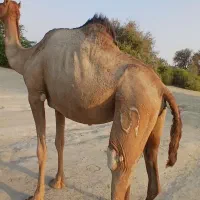 فروشی|حیوانات مزرعه|میناب, |دیوار