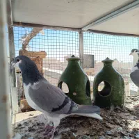 شش عدد ماده سالم سرحال جوان دمگیر