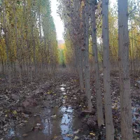 نهال صنوبر ۲ سال ۳ سال ۱۰ تومن