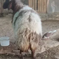 بره ،بزغاله