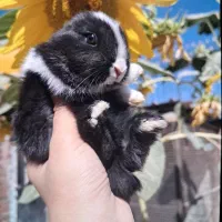 توله خرگوش مینیاتوری|موش و خرگوش|تهران, نیروی هوایی (پیروزی)|دیوار