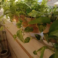 گلهای آپارتمانی