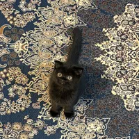 گربه اسکاتیش (مشکی)تحویل حضوری در اهواز|گربه|اهواز, زیتون کارمندی|دیوار