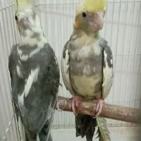 عروس هلندی ابلغ|پرنده|شیراز, انجیر|دیوار