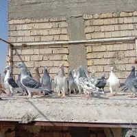 کبوتر|پرنده|شیراز, کرونی(خاتونک)|دیوار