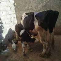 گاو گوساله|حیوانات مزرعه|خرم‌آباد, |دیوار