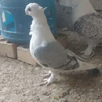 کبوتر زینتی|پرنده|شوشتر, |دیوار