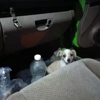 واگذاری سگ میکس اشپیتزوبچه گربه یه چشمش تخلیه شد