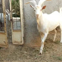 نربز  سانان اصل از مادر پرشیر