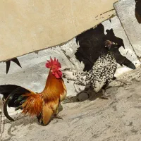 خروس تزئینی