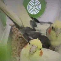 عروس هلندی جفت مولد