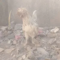 خروس سلطان جوان