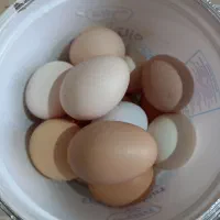 تخم مرغ نطفه دار