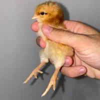 جوجه محلی تخم گذار