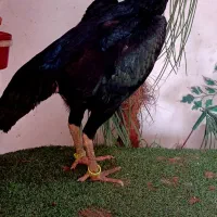 خروس تخم لاری اوشامو|حیوانات مزرعه|تهران, شهرک دریا|دیوار