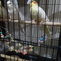 یک جفت عروس هلندی تخم گذار