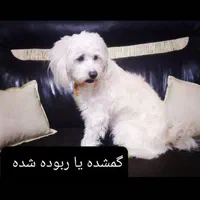 سگ تمام سفید گمشده یا ربوده شده
