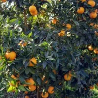 دوطلب برای کار