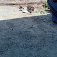 بوقلمون