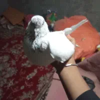 کبوتر