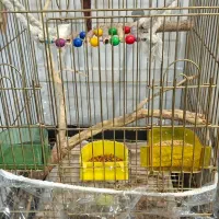 طوطی گرینچیک|پرنده|مشهد, امیریه|دیوار