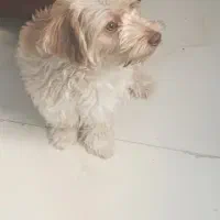 سگ شیتزو|سگ|نیشابور, ۲۲ بهمن|دیوار