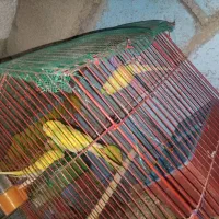 پرنده|پرنده|ایرانشهر, |دیوار