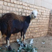 بره قوچ کله عروس