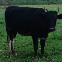 لیشه حامله و ورزا|حیوانات مزرعه|رشت, پسیخان|دیوار