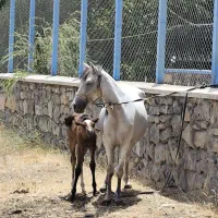 یک اسب و دو مادیون|اسب و تجهیزات اسبسواری|احمدآبادمستوفی, |دیوار