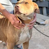 پیتبول ماده آماده|سگ|شیراز, گویم|دیوار