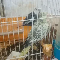 جفت عروس هلندی