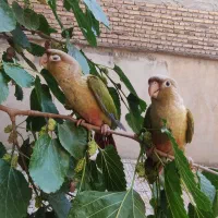 یک جفت گرینچیک فول دستی رام سخنگو