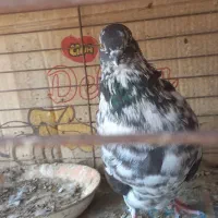 کبوتر  نکریز