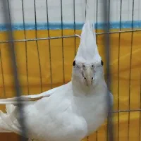 عروس هلندی البینو