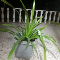 گل وگیاه|گل و گیاه طبیعی|گلبهار, شهر جدید گلبهار|دیوار