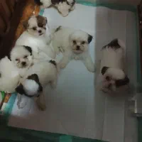 سگ شیت سوگ|سگ|رشت, پیرکلاچای|دیوار