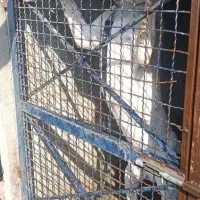 سگ داگو اصیل|سگ|کرج, گلشهر|دیوار